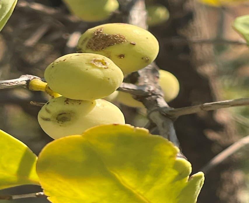 Atlas de mamíferos de angola
