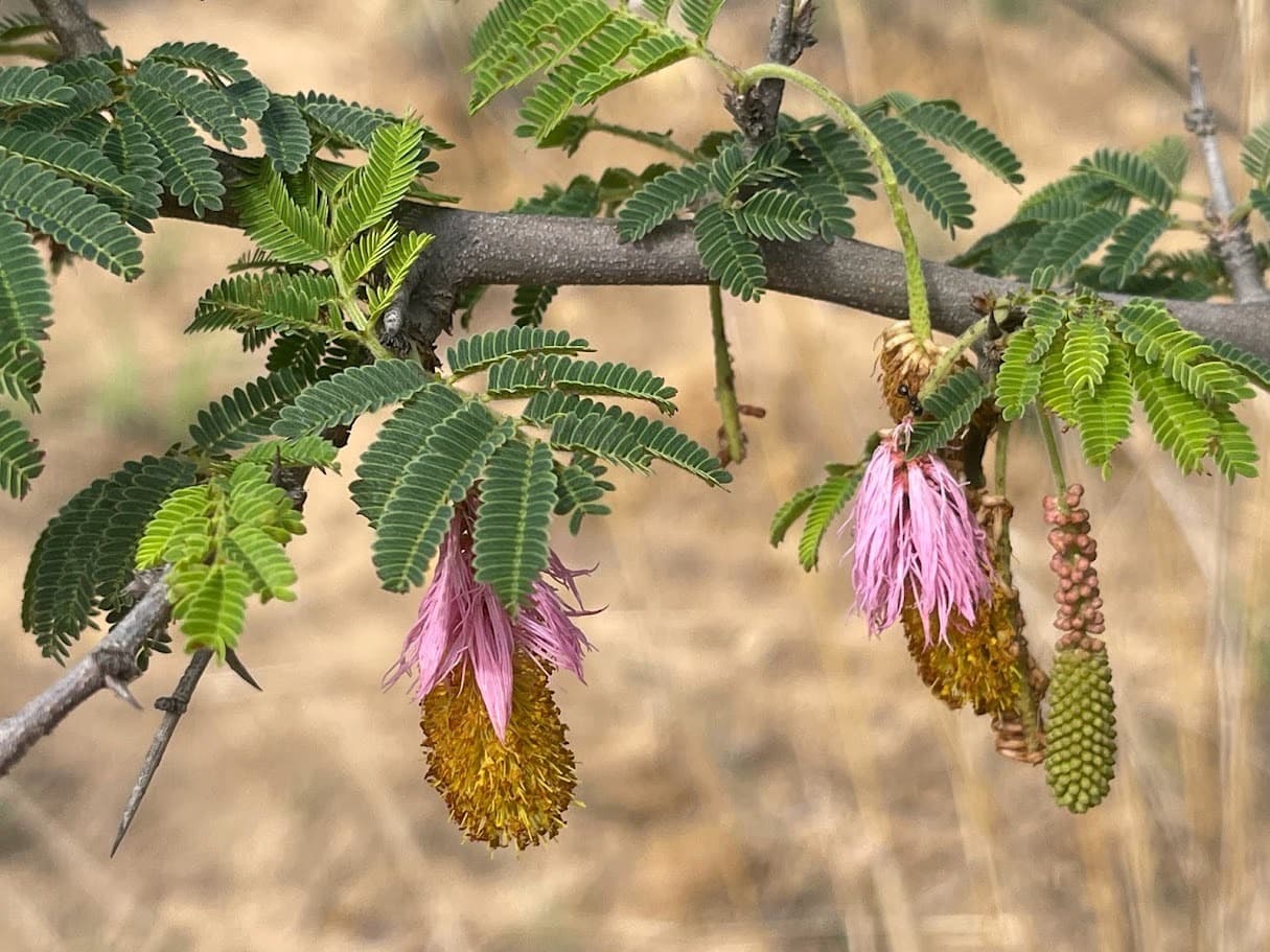 Investigação Científica