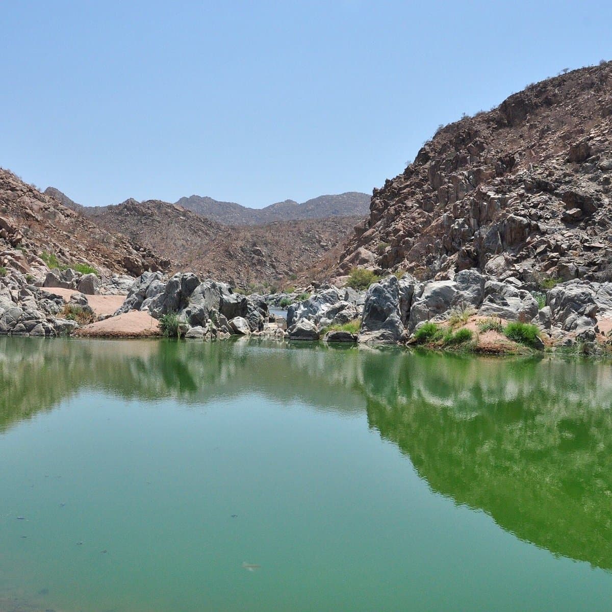 Cogumelos Silvestres Comestíveis de Angola (COSCA)